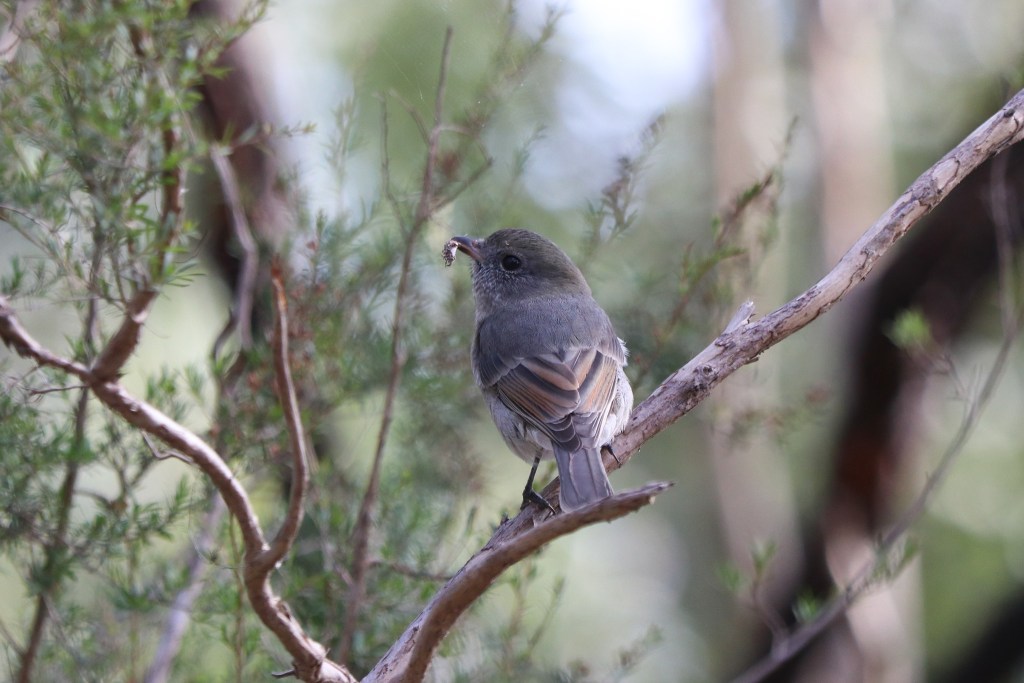 Immature female Golden Whistler by James Cornelius