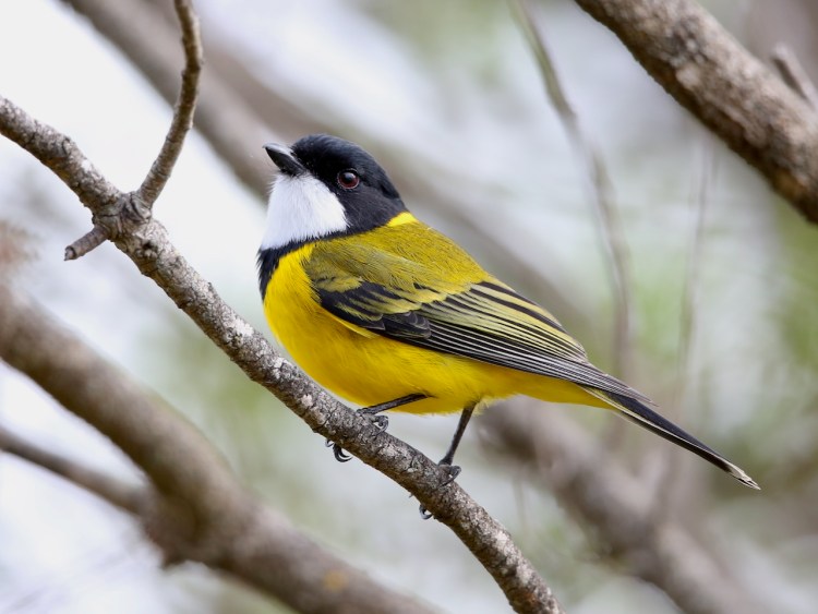 Mallacoota Birds: Golden&nbsp;Whistler