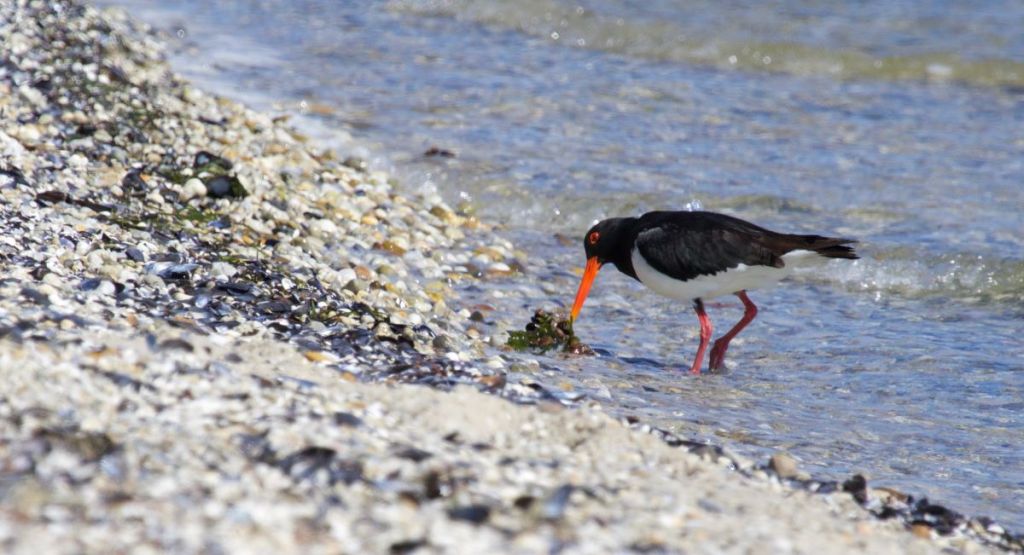 Pied Oystercatcher Raymond Island Echidna Walkabout