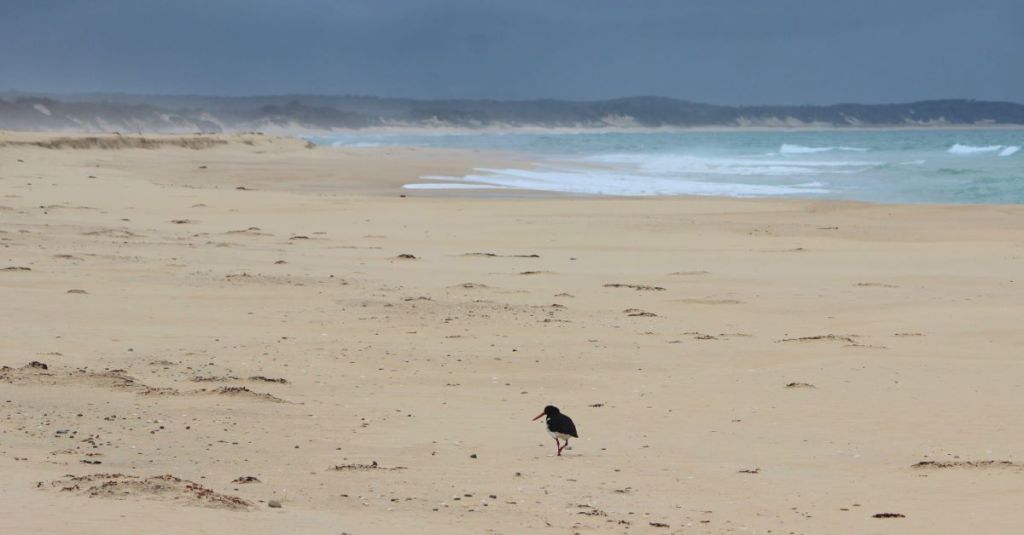 Pied Oystercatcher on beach Echidna Walkabout