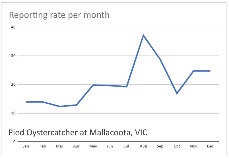 Reporting rate by month Pied Oystercatcher Mallacoota Chart by Martin Butterfield