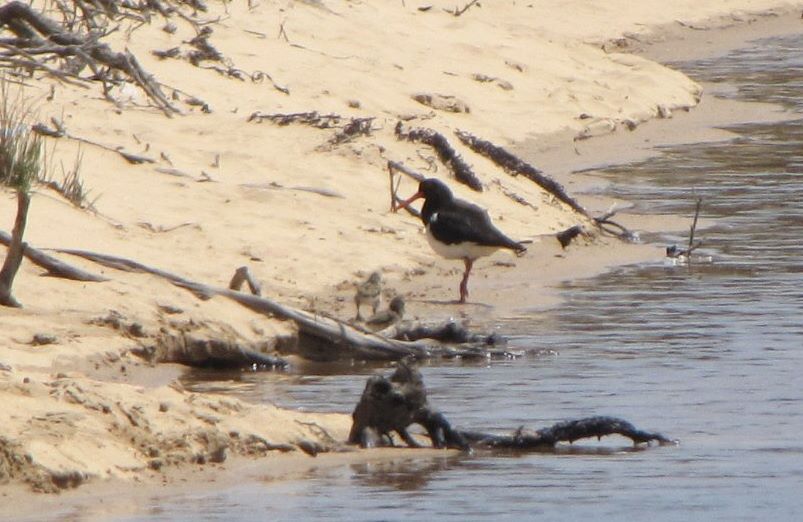 Pied Oystercatcher chicks Janine Duffy Echidna Walkabout