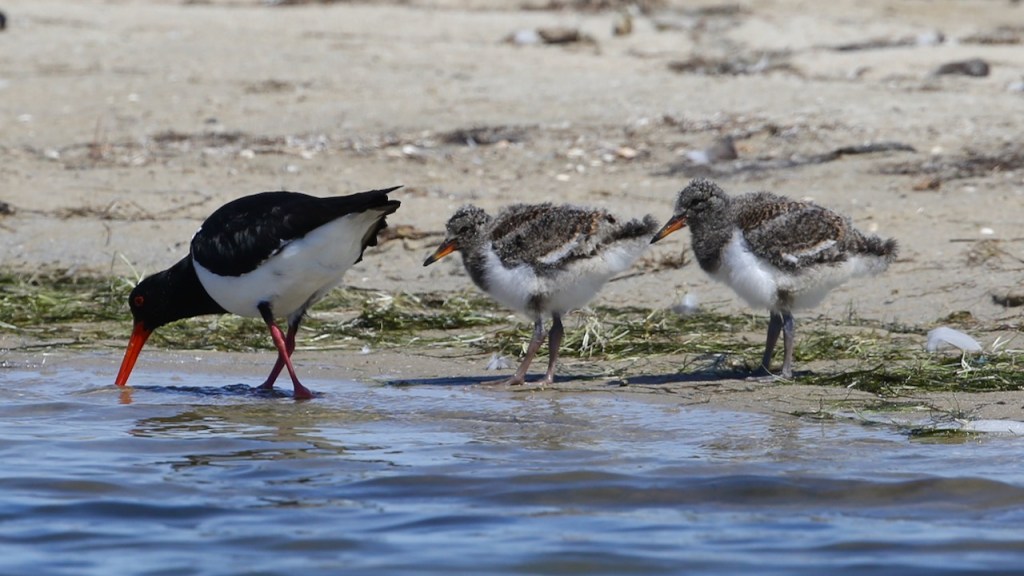 Pied Oystercatcher chicks Gippsland Lakes John Hutchison