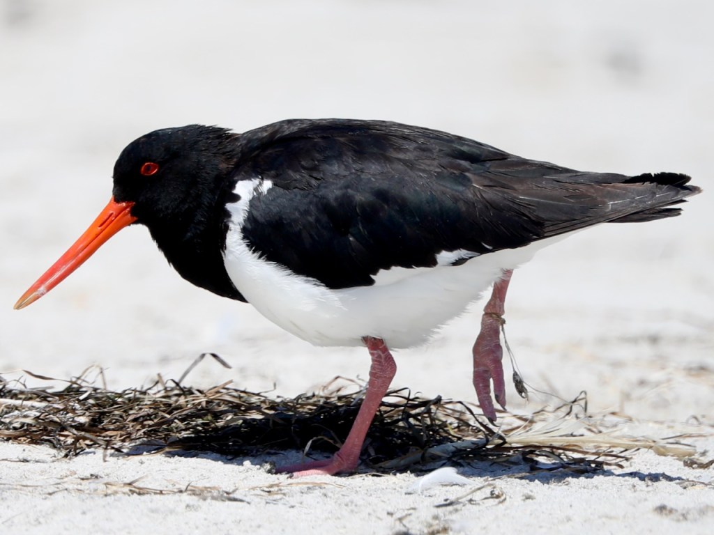 Pied Oystercatcher fishing line entanglement, Booderee John Hutchison