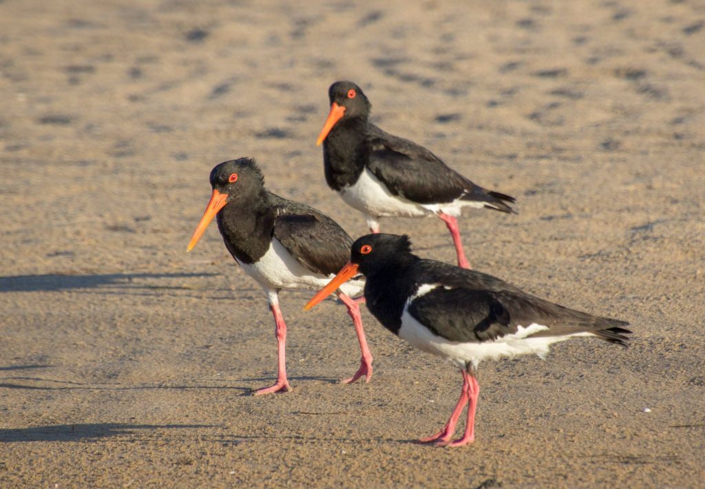 Pied Oystercatcher Mallacoota Caroline Jones