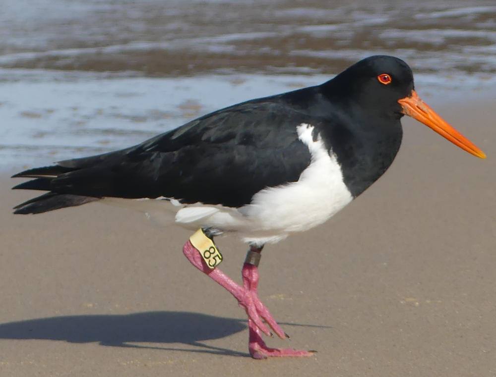 Pied Oystercatcher Yellow 85 Mallacoota Martin Butterfield