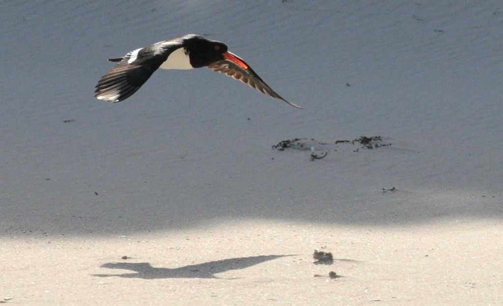 Australian Pied Oystercatcher flying Mallacoota Michael Barnett & Gregory Storer