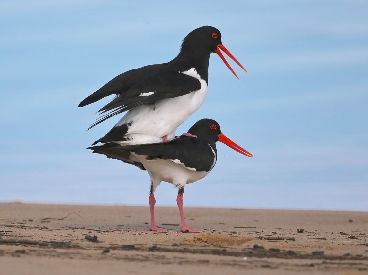 Mallacoota Birds: Pied&nbsp;Oystercatcher