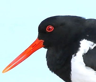 Australian Pied Oystercatcher female Tathra John Hutchison