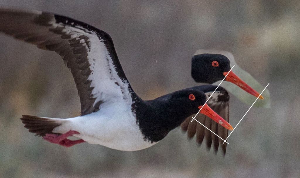 Australian Pied Oystercatchers bill length female male Mallacoota Jack Winterbottom
