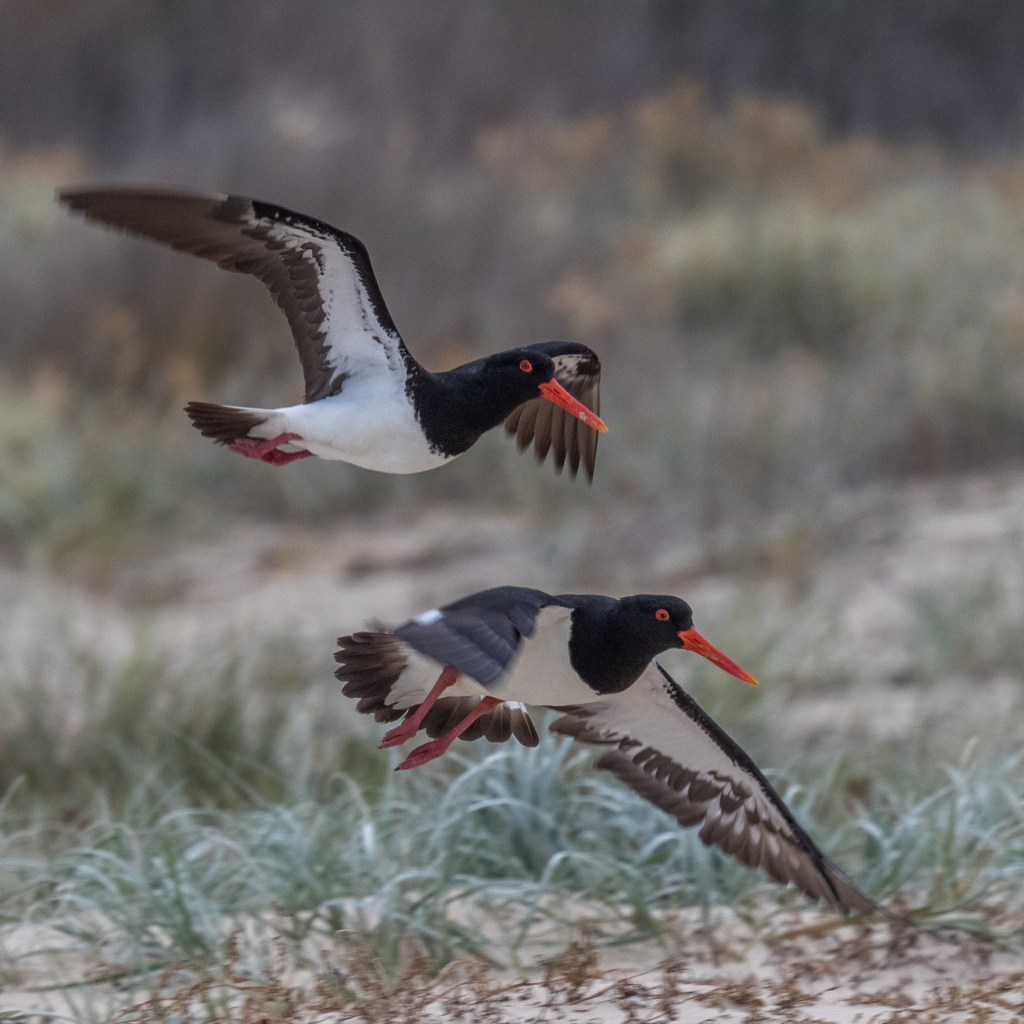 Australian Pied Oystercatcher female male flying Mallacoota Jack Winterbottom