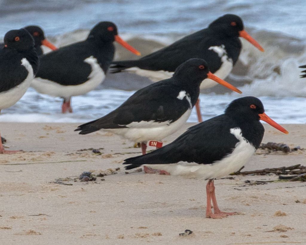 Tagged South Island Pied Oystercatcher 1N Jack Winterbottom