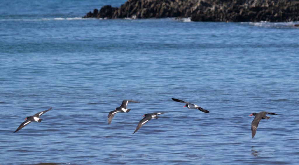 Pied & Sooty Oystercatcher flying Cape Conran Echidna Walkabout
