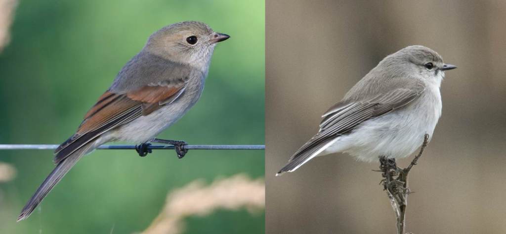golden whistler compared to Jacky Winter Jack Winterbottom John Hutchison