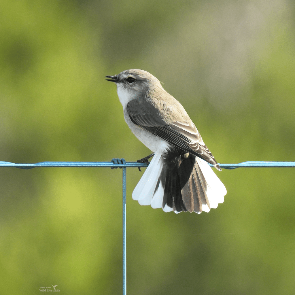 Jacky Winter by Craig Boase 
