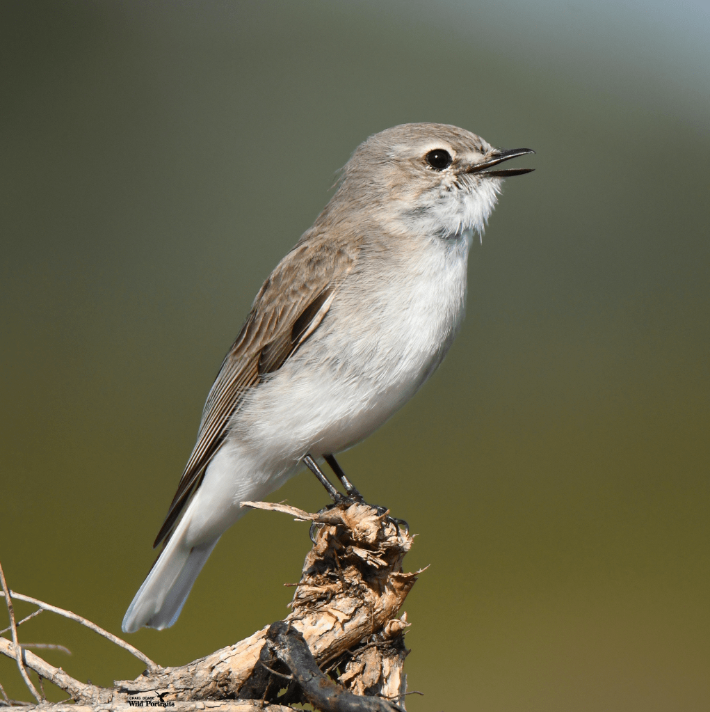 Jacky Winter singing by Craig Boase 