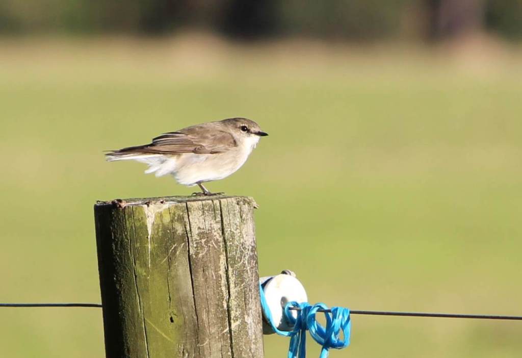 Jacky Winter Mallacoota Waste Water Treatment Plant Janine Duffy