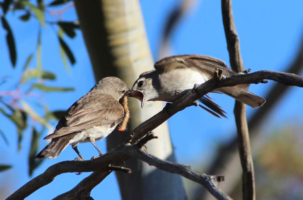 Adult Jacky Winter feeding juvenile, Mungo NP NSW by Janine Duffy Echidna Walkabout