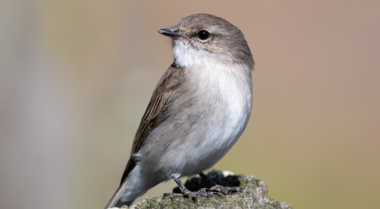 Mallacoota Birds: Jacky&nbsp;Winter