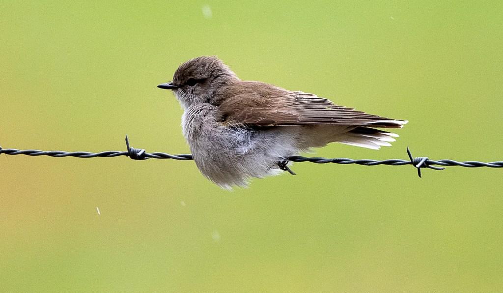 Jacky Winter Marlo by Rob Clay