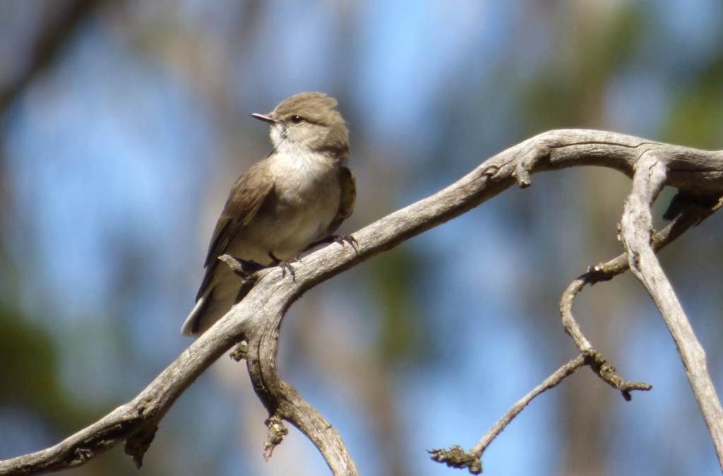 Jacky Winter You Yangs VIC Echidna Walkabout