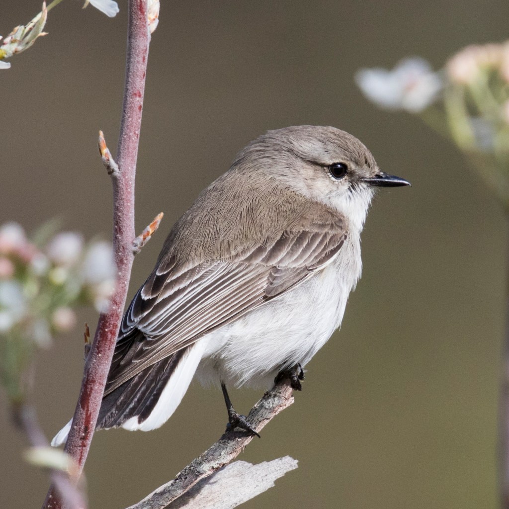 Jacky Winter  by Jack Winterbottom