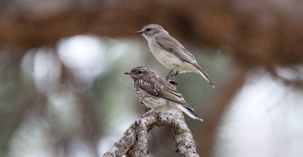 Jacky Winter juvenile by Jack Winterbottom