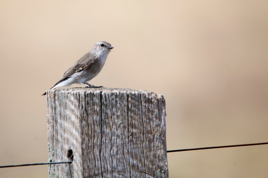 Jacky Winter immature by Jack Winterbottom