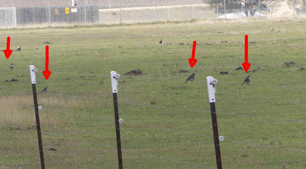 Jacky Winter Mallacoota by Martin Butterfield