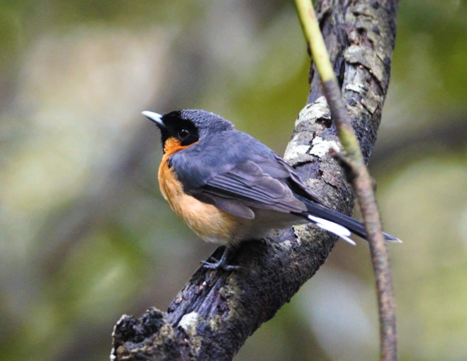 Spectacled Monarch Atherton QLD by Kayleen Bilson