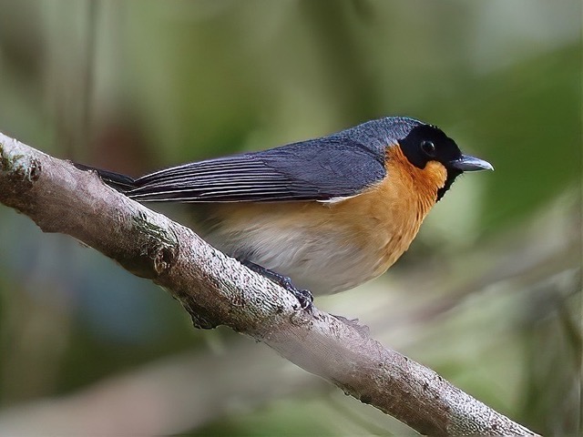 Spectacled Monarch Billinudgel NSW by John Hutchison