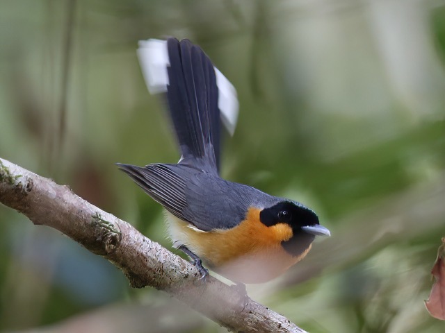 Spectacled Monarch Billinudgel NSW by John Hutchison
