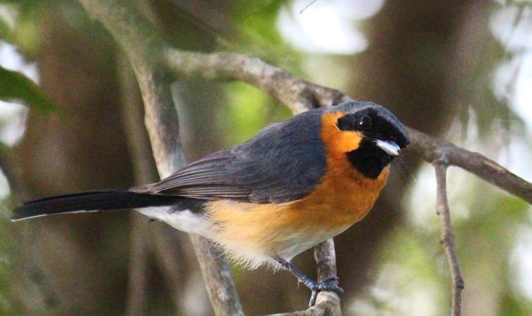 Spectacled Monarch Daintree QLD by Kayleen Bilson