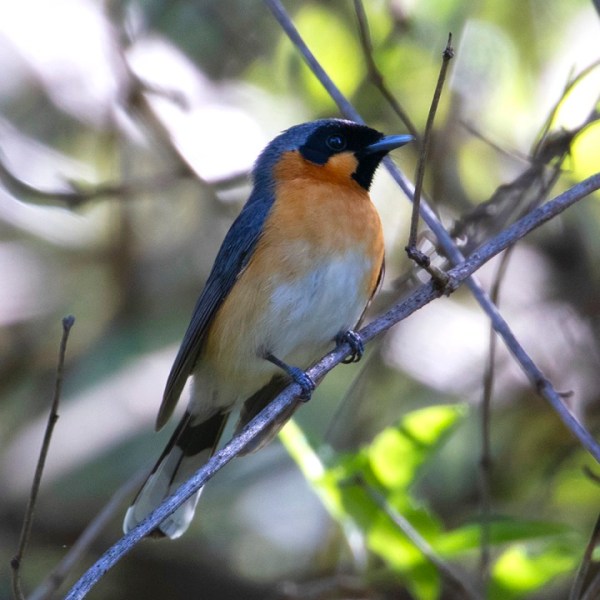 Mallacoota Birds: Spectacled&nbsp;Monarch