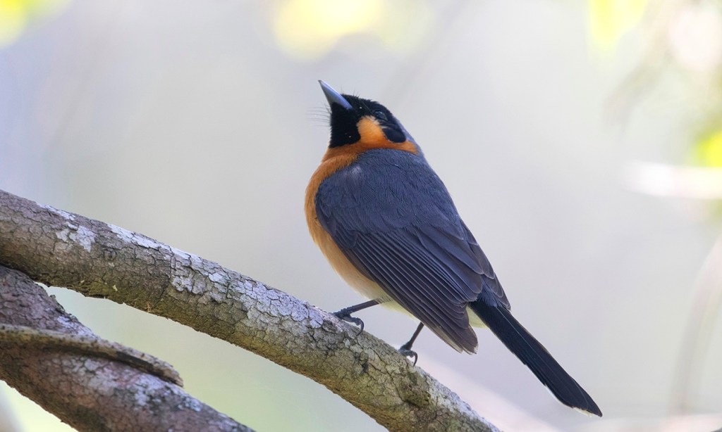 Spectacled Monarch Mallacoota  by Alex Holmes