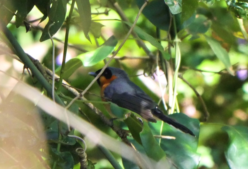Spectacled Monarch Mallacoota by Dan Pendavingh
