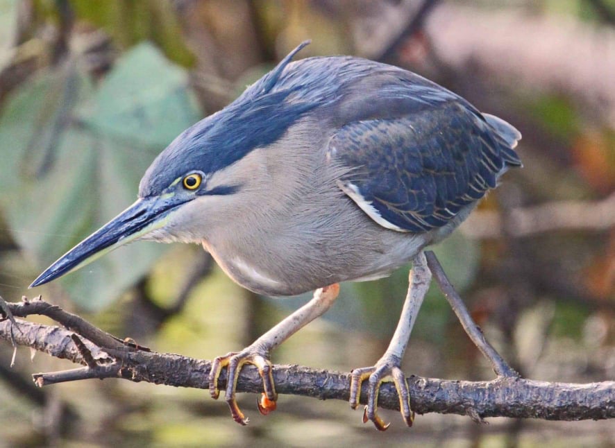 Striated Heron Daintree River, Queensland by Kayleen Bilson
