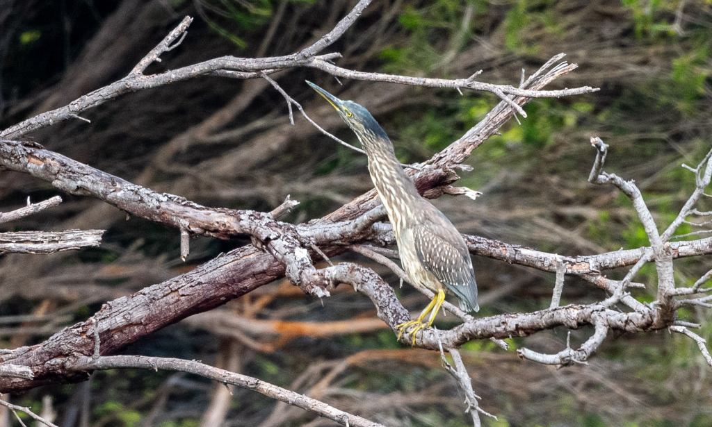 Striated Heron Mallacoota by Rob Clay