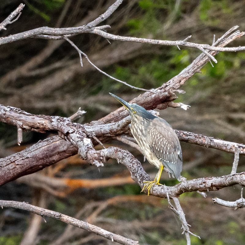 Mallacoota Birds: Striated Heron  