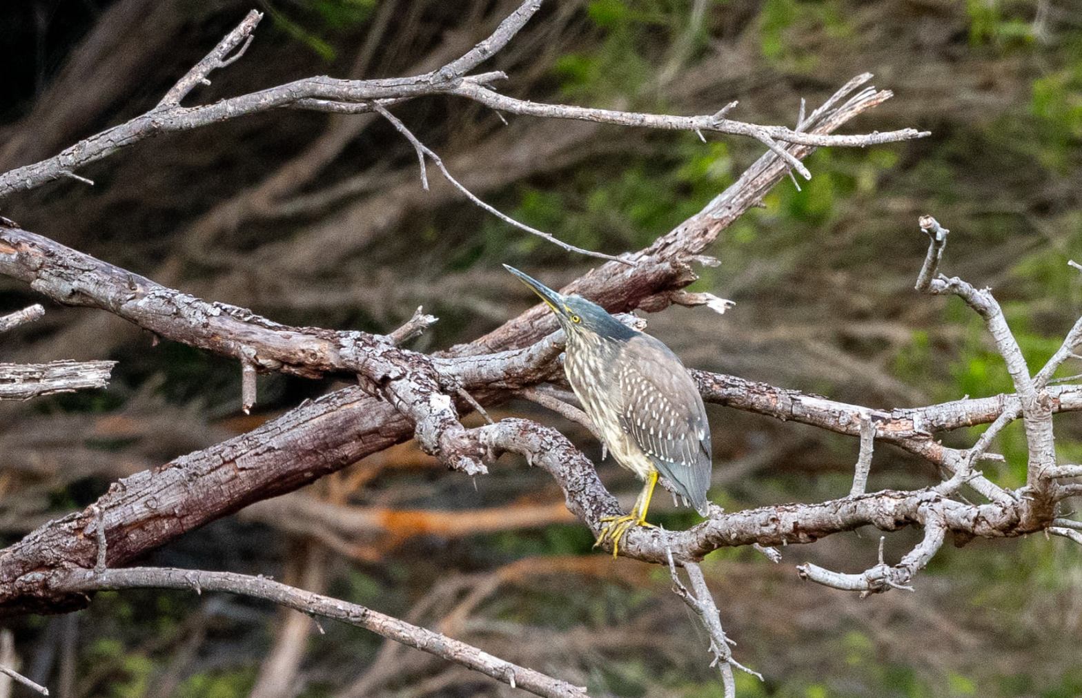 Striated Heron Mallacoota by Rob Clay