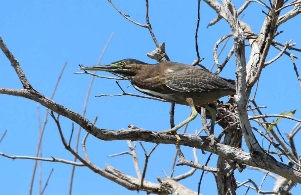 Striated Heron Mary River, NT by Janine Duffy Echidna Walkabout