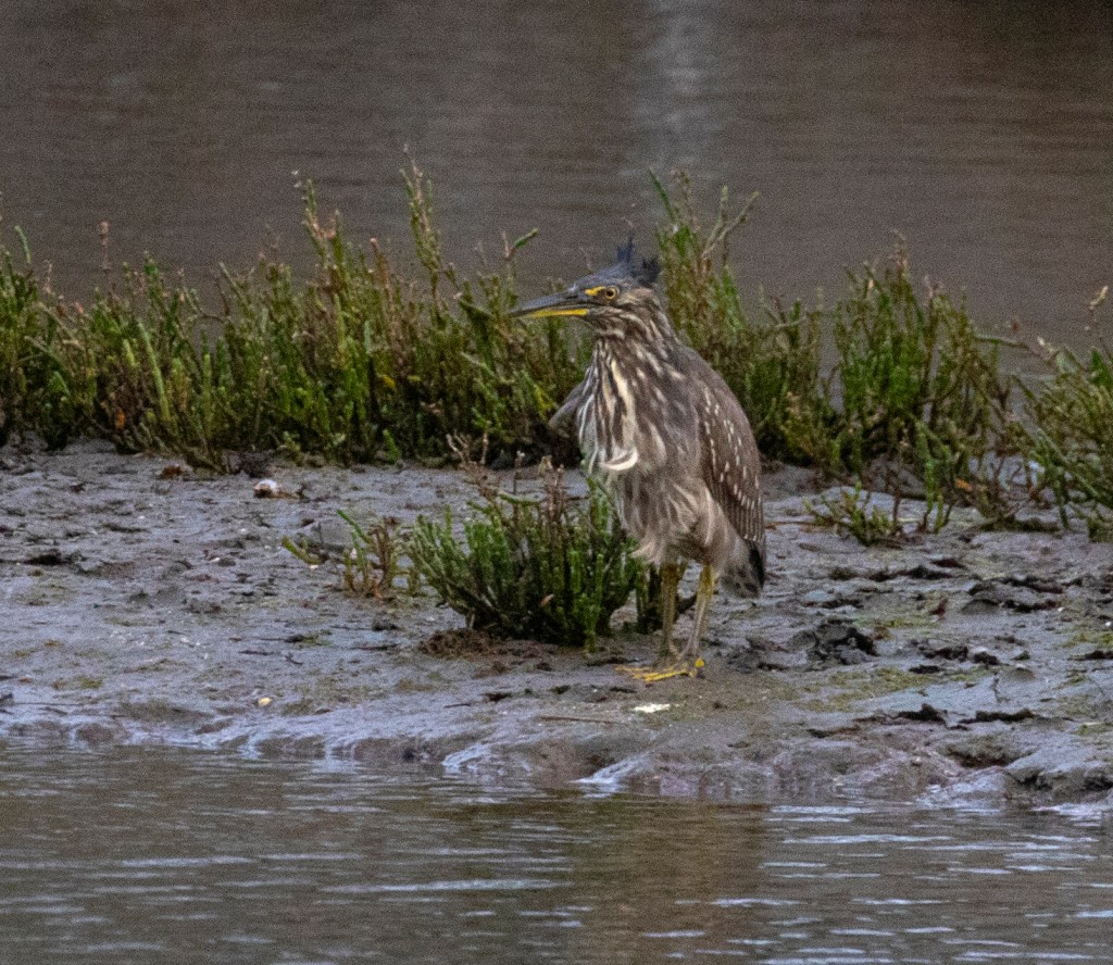 Striated Heron Mallacoota by Chrissy Freestone