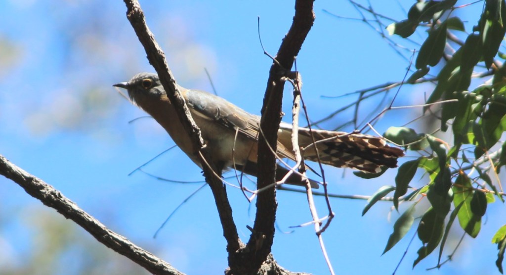 Fan-tailed Cuckoo Mallacoota by Janine Duffy Echidna Walkabout