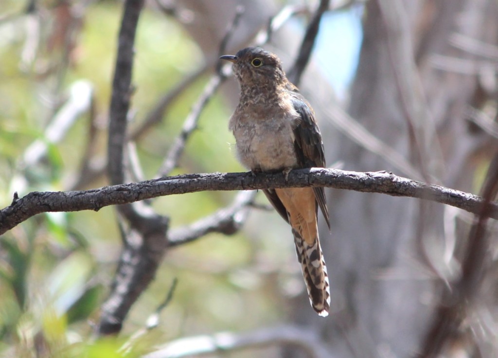 Juvenile Fan-tailed Cuckoo You Yangs by Janine Duffy