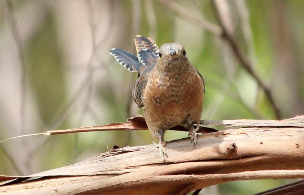 Juvenile Fan-tailed Cuckoo You Yangs by Janine Duffy Echidna Walkabout
