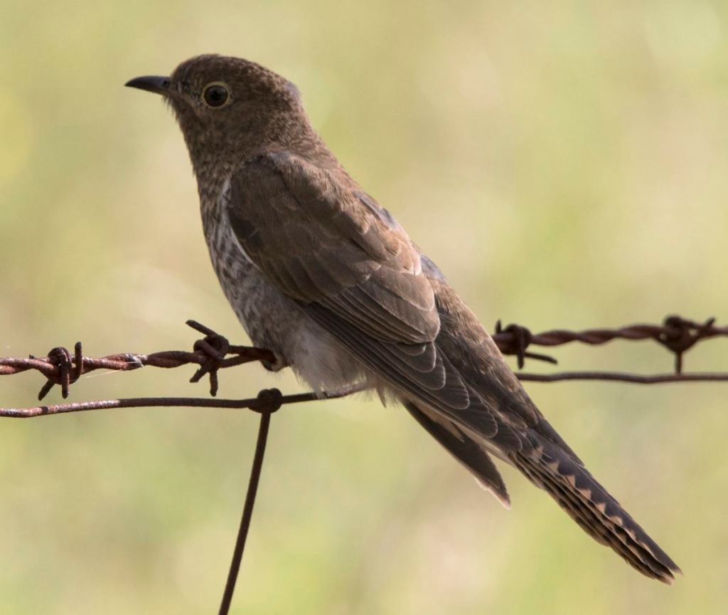 Juvenile Fan-tailed Cuckoo by Jack Winterbottom