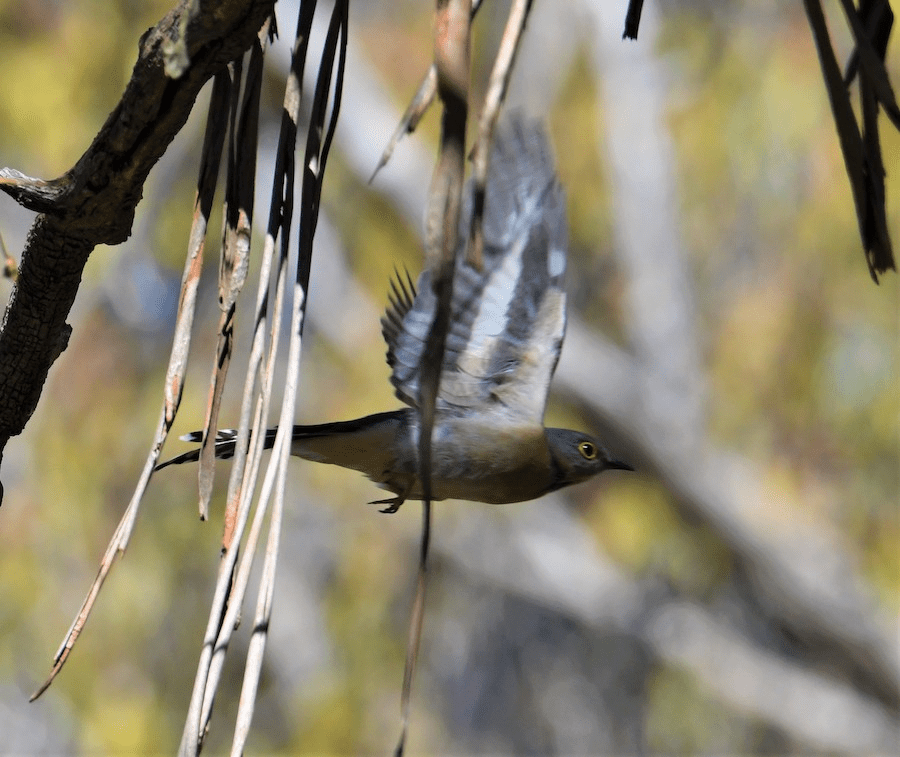 Fan-tailed Cuckoo in flight Benalla VIC by Robert Anderson