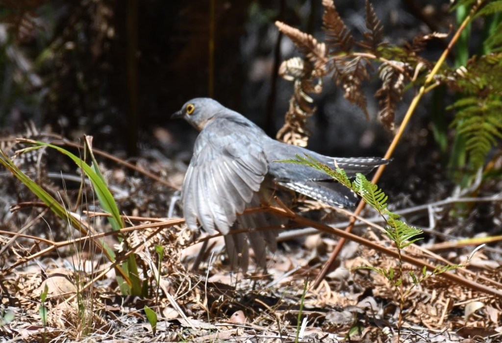 Fan-tailed Cuckoo hunting Cape Conran after the fires, by Rob Clay