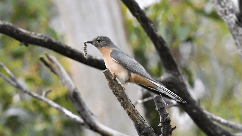 Fan-tailed Cuckoo with hairy caterpillar prey VIC Robert Anderson