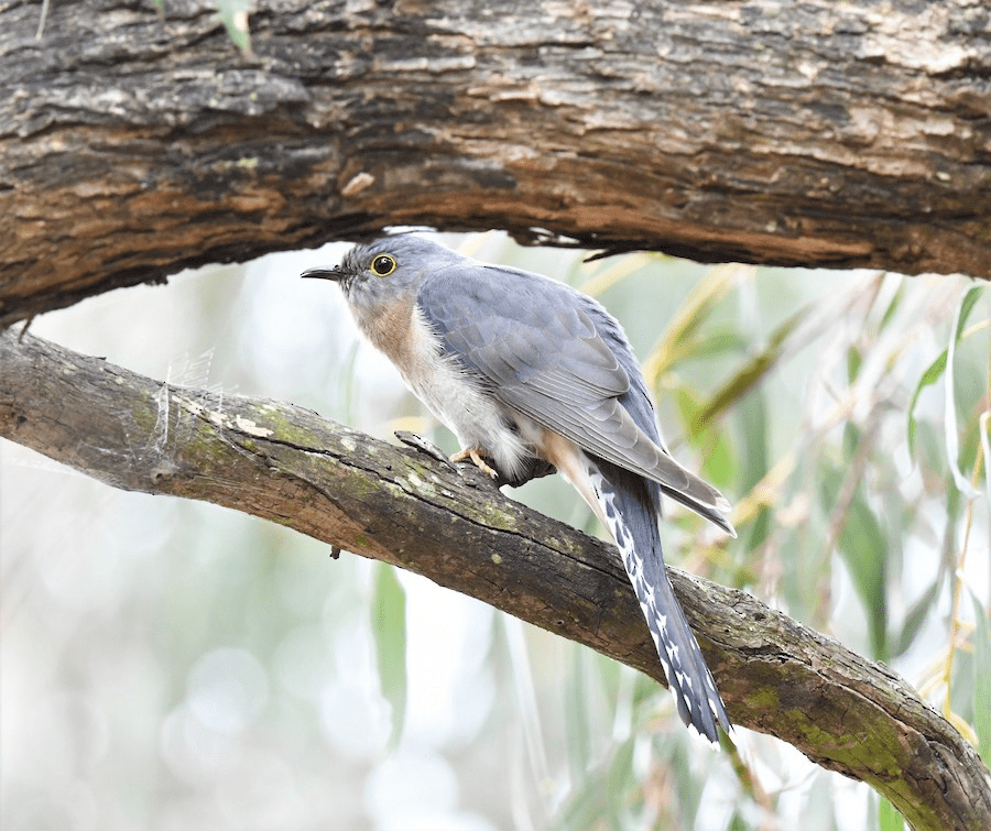 female Fan-tailed Cuckoo Cranbourne VIC by Robert Anderson